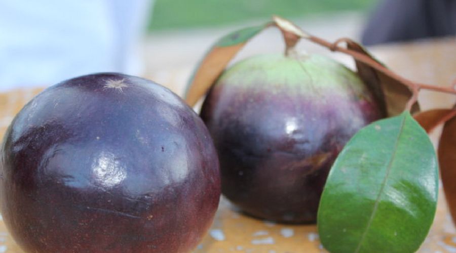 野生奇异果种植技术,四川野果100种大全