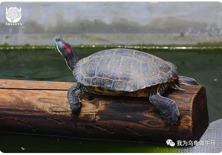 这龟白送你都不要,这篇阅读量要仆街