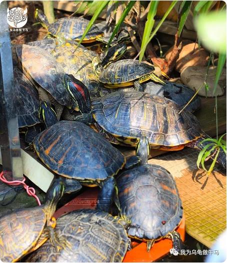 这龟白送你都不要,这篇阅读量要仆街