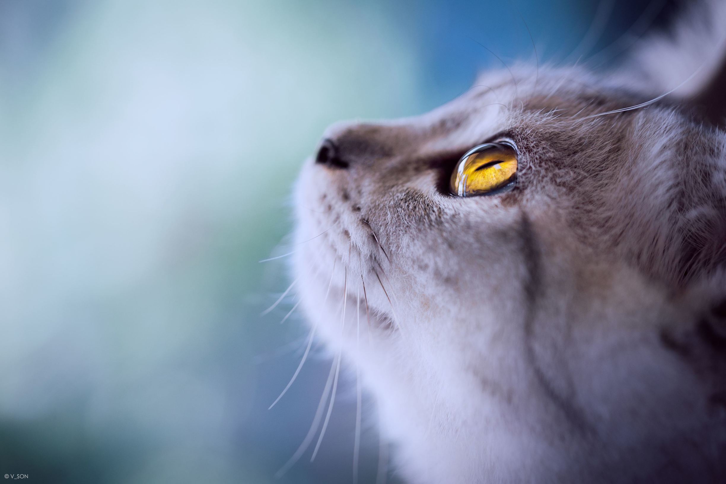 萌宠指南新手养猫,大宠爱铲屎官启蒙之新手养猫指南