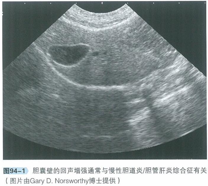 犬猫呕吐的鉴别诊断,犬猫呕吐的诊断和治疗