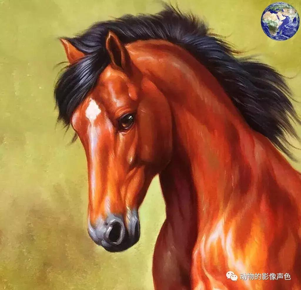 顶级汗血宝马怎么培育,汗血宝马可以培育吗