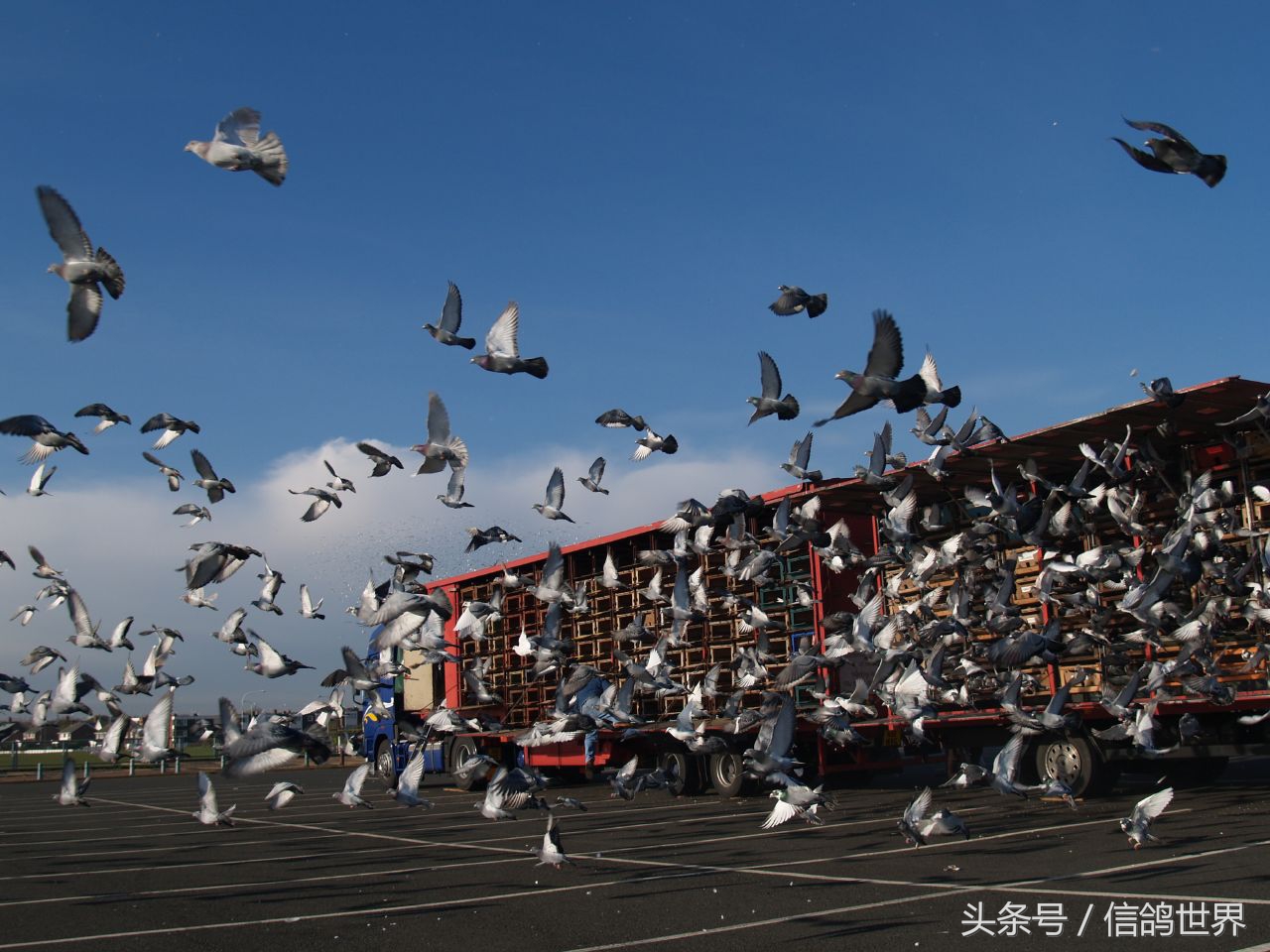 2018信鸽中国杯比赛,2018信鸽冠军赛情况