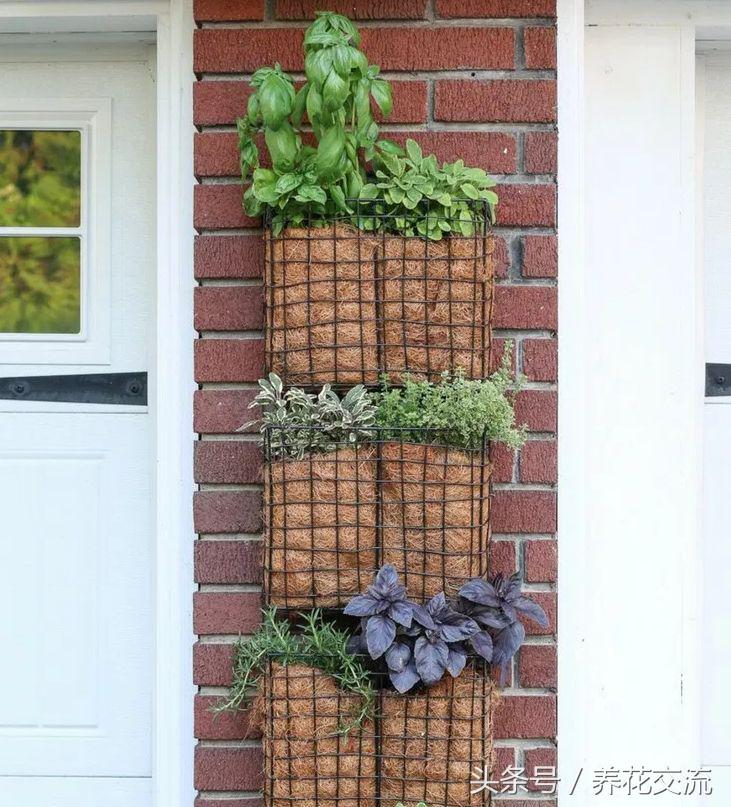 100种庭院创意花卉,适合家庭养的花卉植物