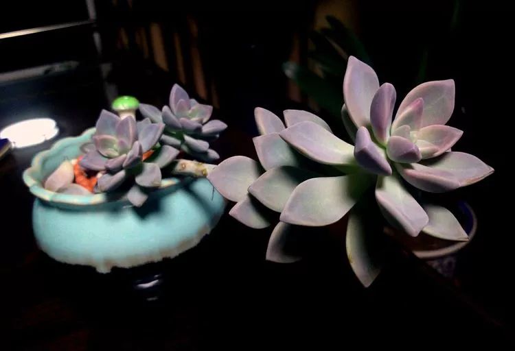 做足了功课养多肉,不用操心就能养好的多肉