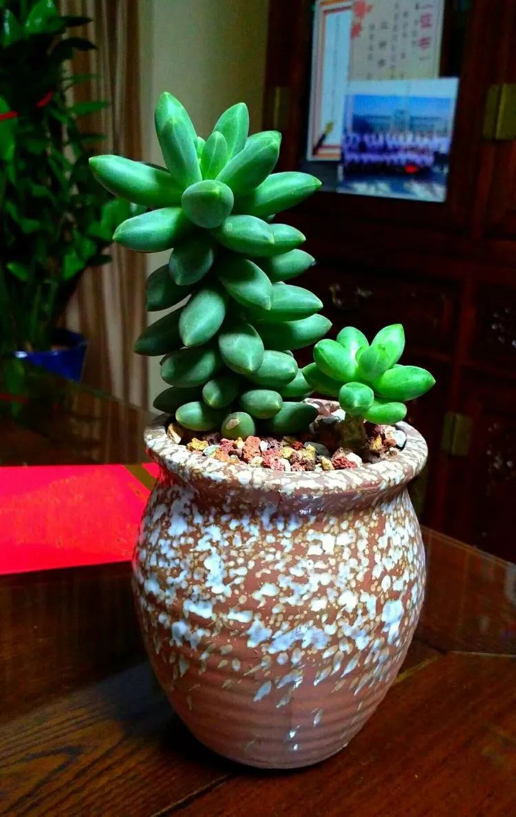 做足了功课养多肉,不用操心就能养好的多肉