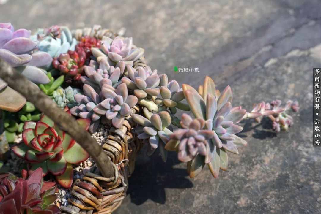 不负人间风月,不负人间风月创作的原声