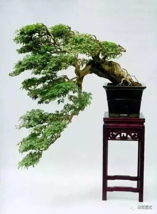 盆景欣赏难得一见的绝美盆景艺术,风萧萧兮易水寒草书
