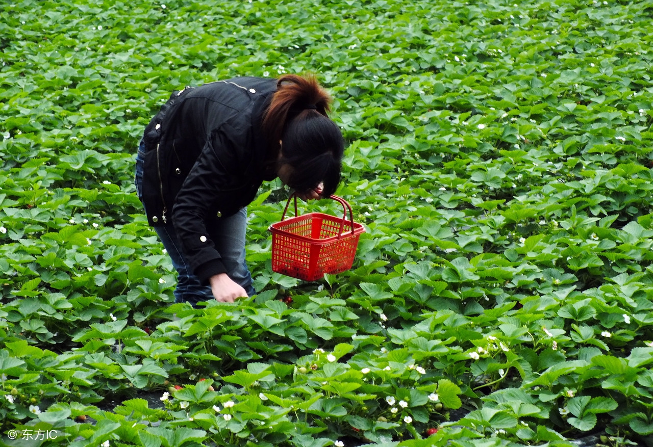 平度草莓价格行情最新,龙口草莓批发价格行情