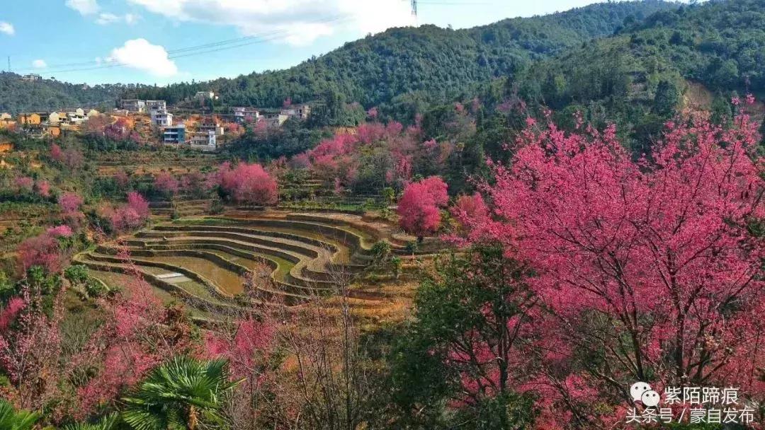 美丽的樱花谷美景,樱花谷美丽的好地方