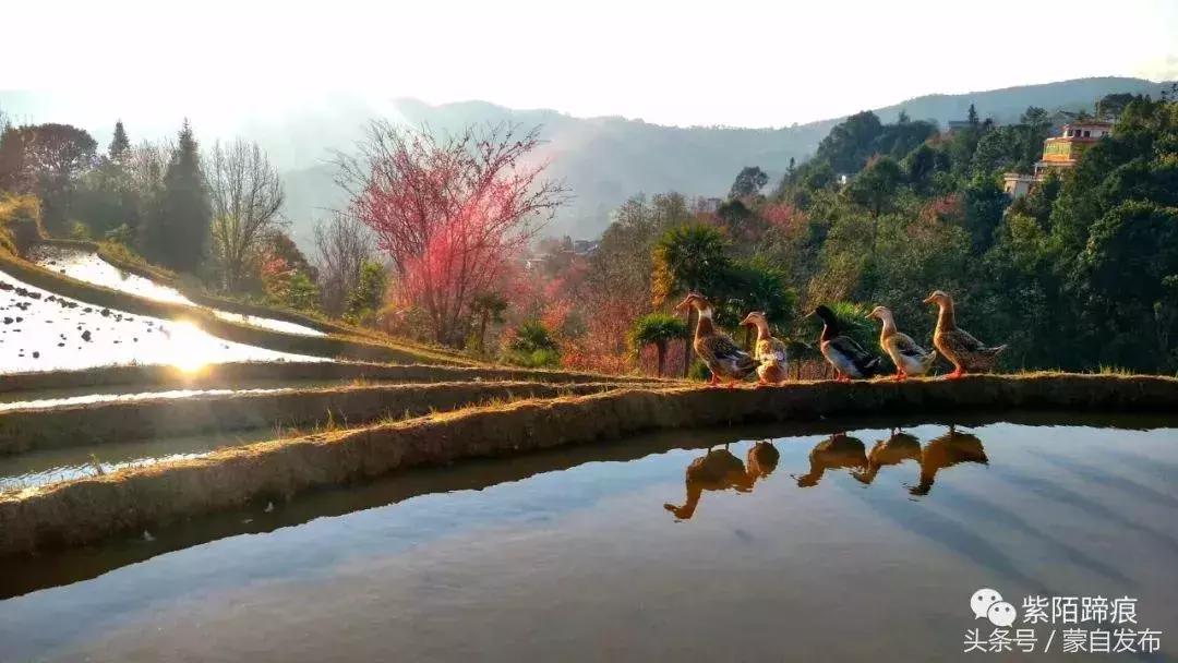 美丽的樱花谷美景,樱花谷美丽的好地方