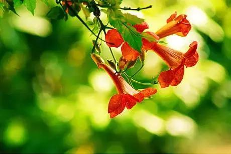 100种常年开花的植物,适合在家一年四季开花的植物