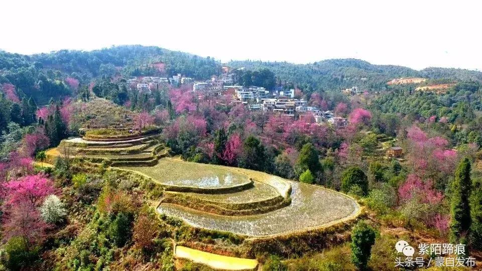 美丽的樱花谷美景,樱花谷美丽的好地方