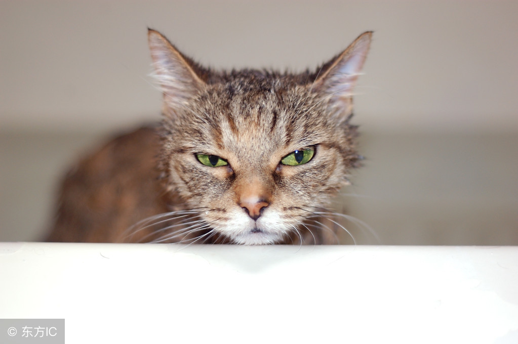 给猫咪体外驱虫的正确方法是什么,给猫咪体外驱虫的正确方法