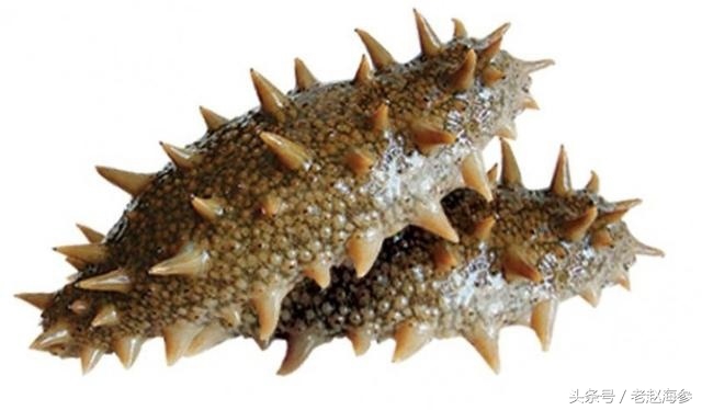 底播海参和养殖海参的区别,海参有多种哪种海参最好
