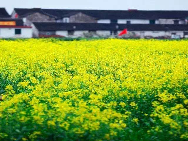 中国十大最美油菜花前十位,中国最美十大油菜花田排名