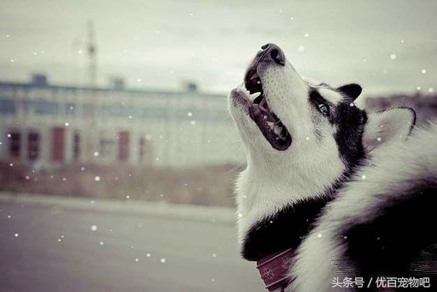 哈士奇很爱叫怎么办,怎么训练哈士奇改掉乱叫的坏毛病