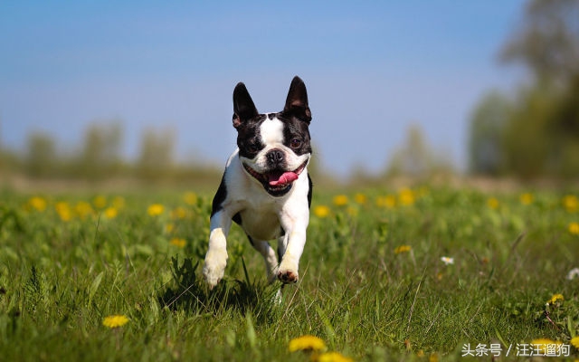 每日一狗二哈最新视频,每日一狗二哈全集