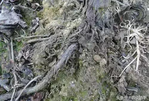 葡萄怎么养才能快结果,葡萄怎么养成盆栽