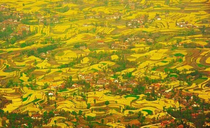 中国十大最美油菜花前十位,中国最美十大油菜花田排名