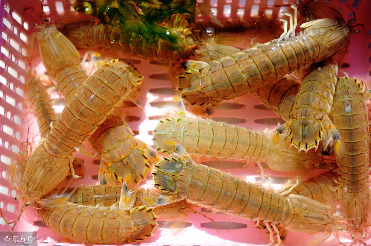 养殖皮皮虾和野生皮皮虾的区别,皮皮虾的养殖方法和注意事项