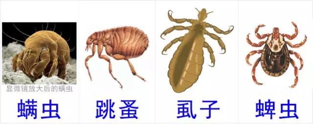 给猫咪体外驱虫正确手法跟操作,怎样给猫咪做体内外驱虫教学视频