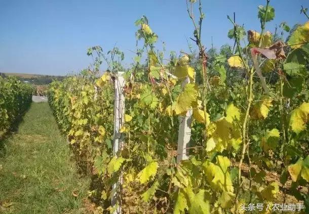 葡萄怎么养才能快结果,葡萄怎么养成盆栽