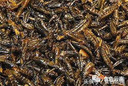 云南三只蚂蚁一道菜,云南三个蚊子一盘菜