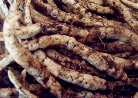 哪些地区藕价格最高,人工种植莲藕多少钱一斤