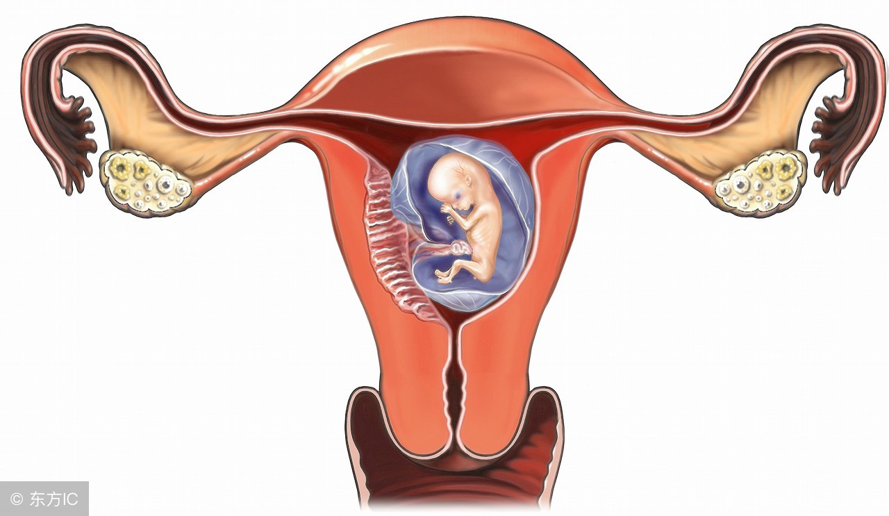 从子宫移植到分娩：一部不亚于唐僧取经的“宫游记”
