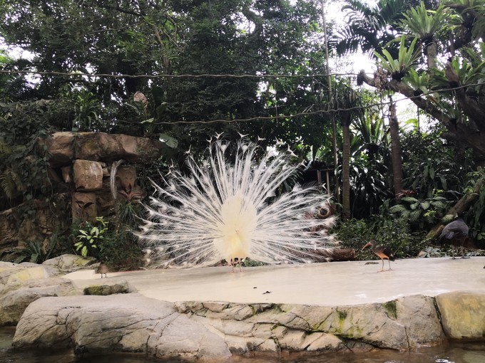 春节新加坡6天5晚亲子游,新加坡亲子游2017