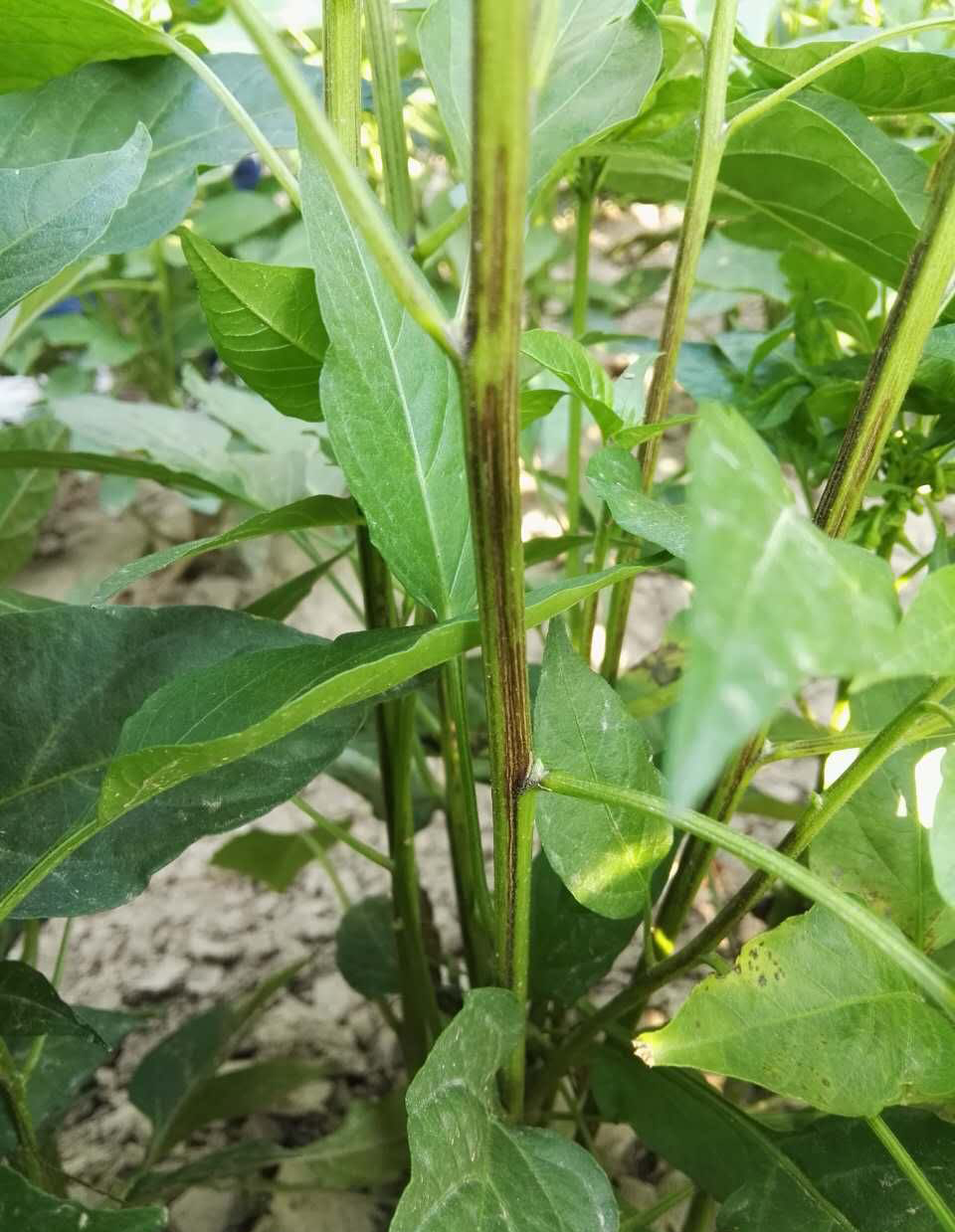 危害辣椒的主要病害有哪些,辣椒四大病害