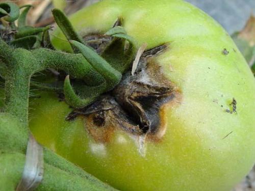 西红柿果实病害图谱大全及病名字,西红柿常见27种病害图片