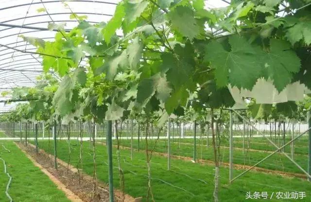 葡萄怎么养才能快结果,葡萄怎么养成盆栽