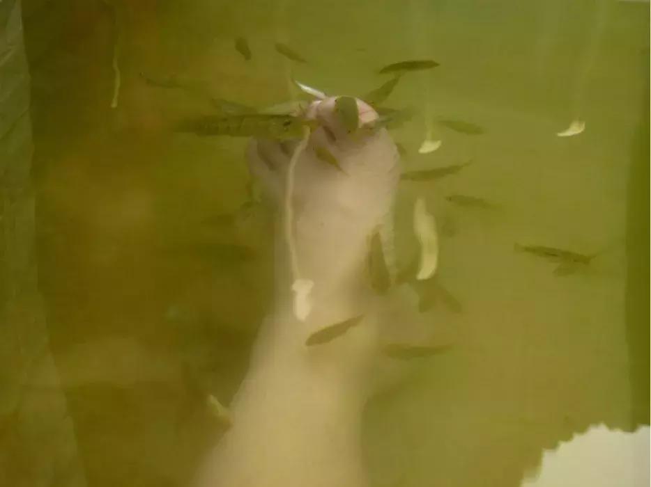 鍖椾含鏄屽钩鍗庢竻娓╂硥鐢佃瘽,鏄屽钩娓╂硥搴﹀亣鏉戜环鏍艰〃