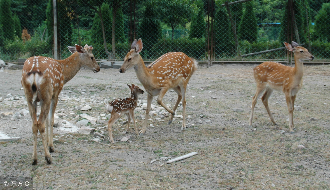 幼年鹿的饲养方法,鹿怎么全身是宝