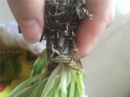 姘村煿鍗峰彾鍚婂叞,閲戦奔鍚婂叞姘村煿