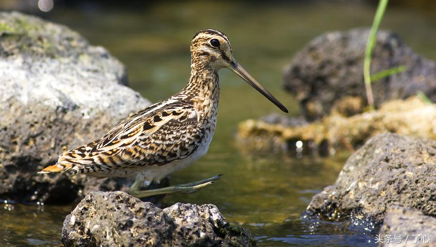 扇尾沙锥几月好抓,扇尾沙锥图片