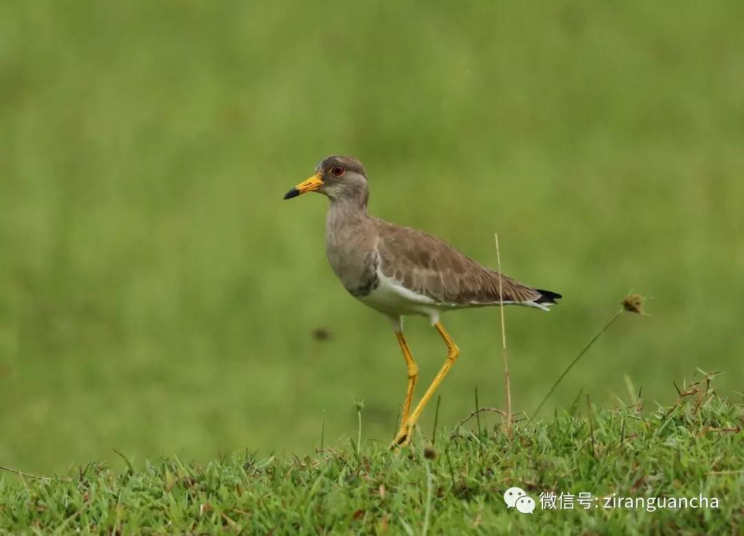 防城港山心沙岛和山新沙滩,防城港三口浪山心沙岛