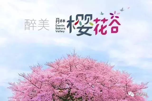 泸州春日赏花好去处,花开似海请收好泸州这份赏花秘籍