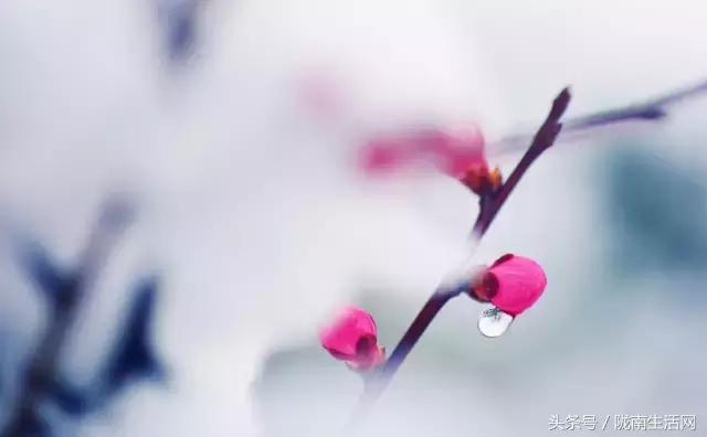 陇南徽县梅园“颜值”已“爆表”，再不去就迟了