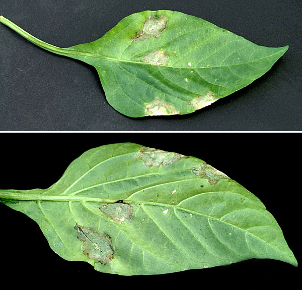 危害辣椒的主要病害有哪些,辣椒四大病害