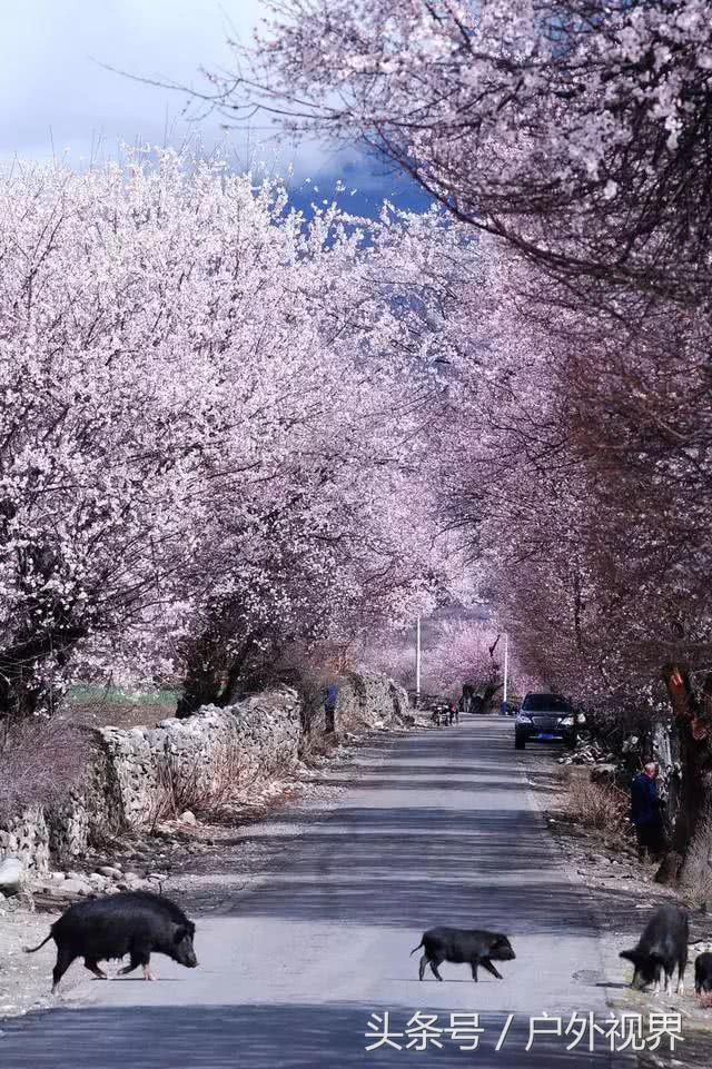 中国3月适合自驾的地方,自驾藏南旅游攻略