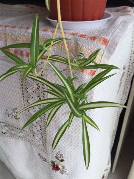 姘村煿鍗峰彾鍚婂叞,閲戦奔鍚婂叞姘村煿