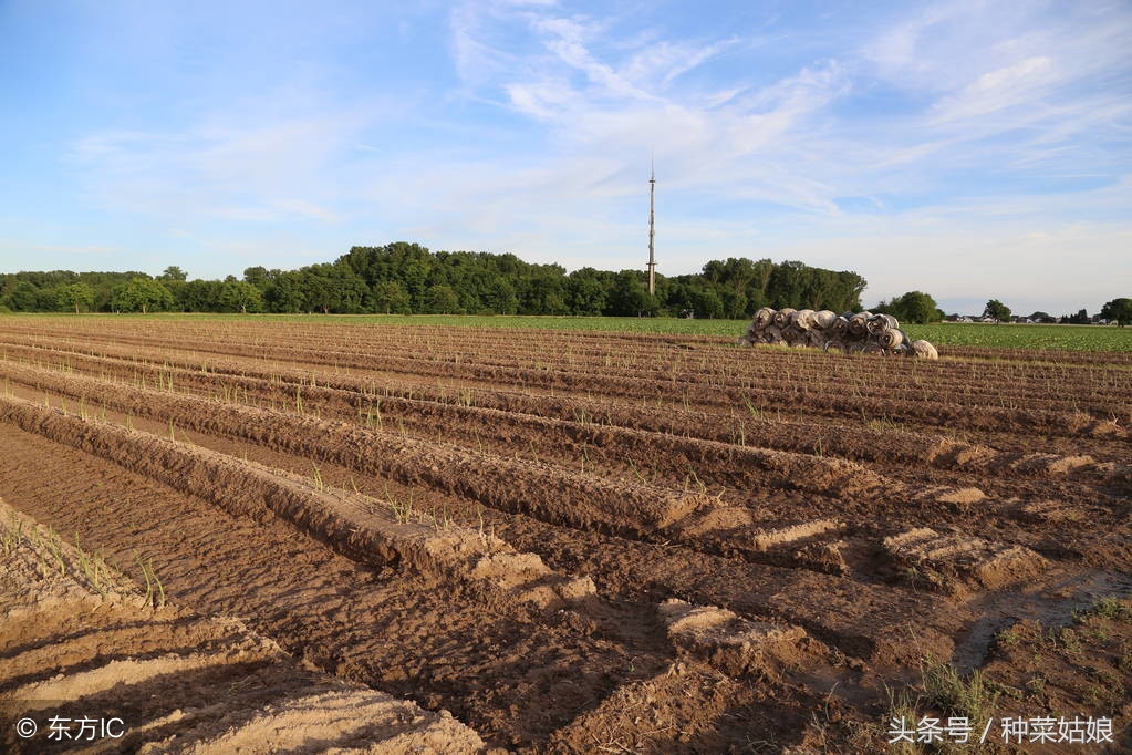 春季芦笋的培育管理技术,芦笋种植的全程管理