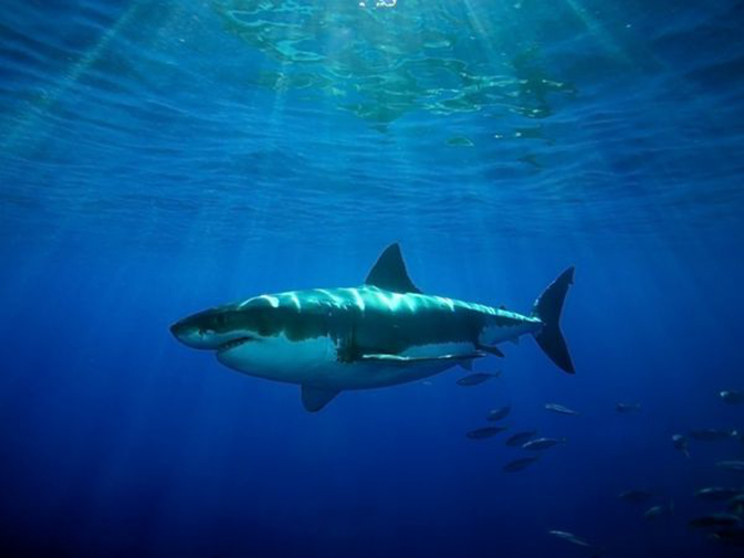 适合水下拍视频的相机,水下摄影手机设置