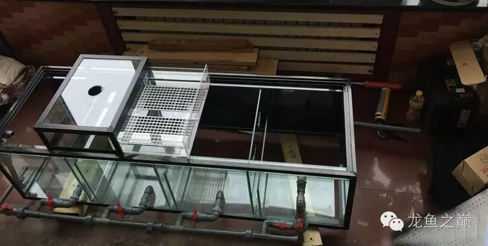 超级白，超会做，这才叫养鱼！