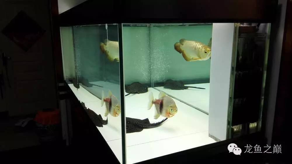 超级白，超会做，这才叫养鱼！