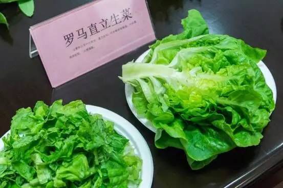 怎样选购灵芝孢子粉,上海农科院专卖店官网灵芝孢子粉