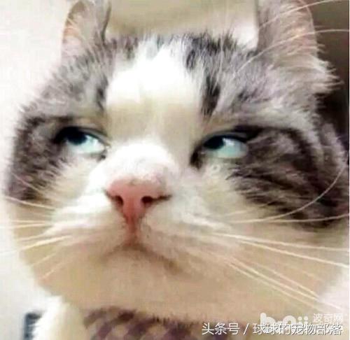 猫咪记仇吗猫记仇的表现都有哪些,猫咪绝育完记仇了怎么改